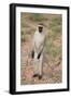 Vervet Monkey-DLILLC-Framed Photographic Print