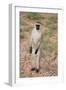 Vervet Monkey-DLILLC-Framed Photographic Print