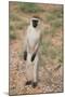 Vervet Monkey-DLILLC-Mounted Photographic Print