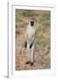 Vervet Monkey-DLILLC-Framed Photographic Print