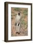 Vervet Monkey-DLILLC-Framed Photographic Print