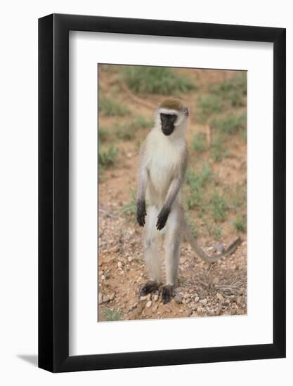 Vervet Monkey-DLILLC-Framed Photographic Print