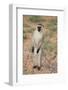 Vervet Monkey-DLILLC-Framed Photographic Print