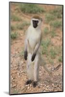 Vervet Monkey-DLILLC-Mounted Photographic Print