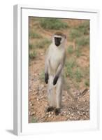 Vervet Monkey-DLILLC-Framed Photographic Print