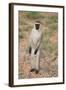 Vervet Monkey-DLILLC-Framed Photographic Print