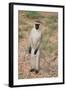 Vervet Monkey-DLILLC-Framed Photographic Print