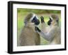 Vervet Monkey-Kyslynskyy-Framed Photographic Print