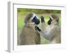 Vervet Monkey-Kyslynskyy-Framed Photographic Print