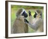 Vervet Monkey-Kyslynskyy-Framed Photographic Print