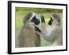 Vervet Monkey-Kyslynskyy-Framed Photographic Print