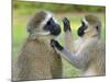 Vervet Monkey-Kyslynskyy-Mounted Photographic Print