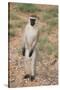 Vervet Monkey-DLILLC-Stretched Canvas