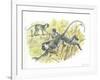 Vervet or Green Monkeys Chlorocebus Aethiops Stealing Corn-null-Framed Giclee Print