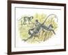 Vervet or Green Monkeys Chlorocebus Aethiops Stealing Corn-null-Framed Giclee Print