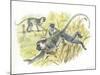 Vervet or Green Monkeys Chlorocebus Aethiops Stealing Corn-null-Mounted Giclee Print