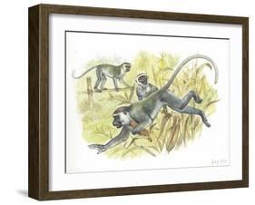 Vervet or Green Monkeys Chlorocebus Aethiops Stealing Corn-null-Framed Giclee Print