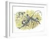 Vervet or Green Monkeys Chlorocebus Aethiops Stealing Corn-null-Framed Giclee Print