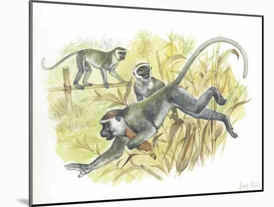 Vervet or Green Monkeys Chlorocebus Aethiops Stealing Corn-null-Mounted Giclee Print
