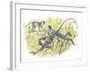 Vervet or Green Monkeys Chlorocebus Aethiops Stealing Corn-null-Framed Giclee Print