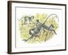 Vervet or Green Monkeys Chlorocebus Aethiops Stealing Corn-null-Framed Giclee Print