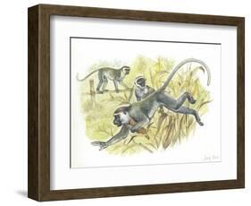 Vervet or Green Monkeys Chlorocebus Aethiops Stealing Corn-null-Framed Giclee Print