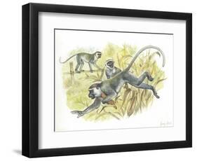 Vervet or Green Monkeys Chlorocebus Aethiops Stealing Corn-null-Framed Giclee Print