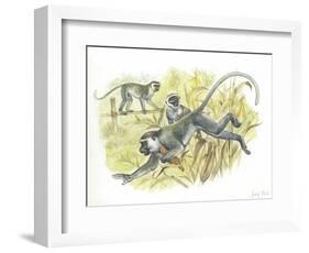 Vervet or Green Monkeys Chlorocebus Aethiops Stealing Corn-null-Framed Giclee Print