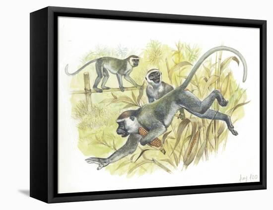 Vervet or Green Monkeys Chlorocebus Aethiops Stealing Corn-null-Framed Stretched Canvas