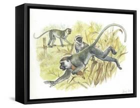 Vervet or Green Monkeys Chlorocebus Aethiops Stealing Corn-null-Framed Stretched Canvas