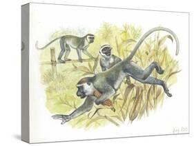 Vervet or Green Monkeys Chlorocebus Aethiops Stealing Corn-null-Stretched Canvas