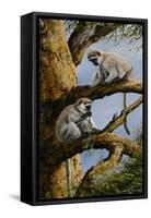 Vervet Pair-Trevor V. Swanson-Framed Stretched Canvas