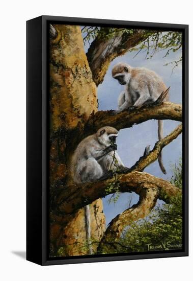 Vervet Pair-Trevor V. Swanson-Framed Stretched Canvas