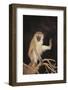 Vervet-DLILLC-Framed Photographic Print