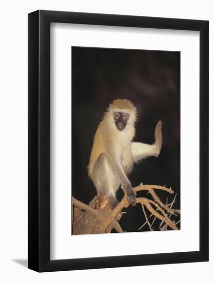 Vervet-DLILLC-Framed Photographic Print