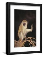 Vervet-DLILLC-Framed Photographic Print