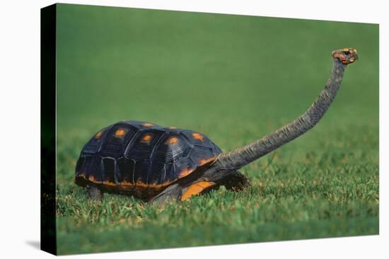 Very Curious Turtle-DLILLC-Stretched Canvas