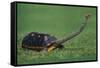 Very Curious Turtle-DLILLC-Framed Stretched Canvas