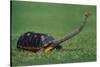 Very Curious Turtle-DLILLC-Stretched Canvas