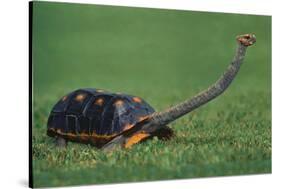 Very Curious Turtle-DLILLC-Stretched Canvas