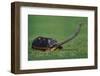 Very Curious Turtle-DLILLC-Framed Premium Photographic Print