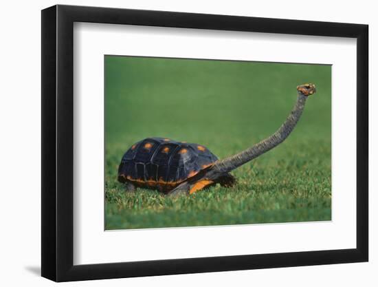 Very Curious Turtle-DLILLC-Framed Photographic Print