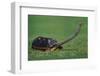 Very Curious Turtle-DLILLC-Framed Photographic Print