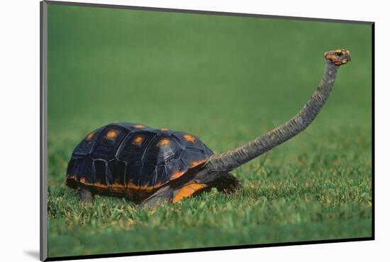 Very Curious Turtle-DLILLC-Mounted Photographic Print