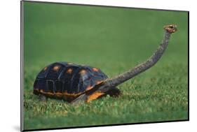 Very Curious Turtle-DLILLC-Mounted Photographic Print