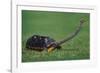 Very Curious Turtle-DLILLC-Framed Photographic Print