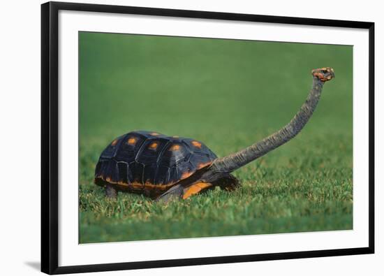 Very Curious Turtle-DLILLC-Framed Photographic Print