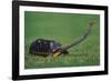 Very Curious Turtle-DLILLC-Framed Photographic Print