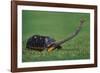 Very Curious Turtle-DLILLC-Framed Photographic Print