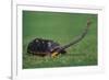 Very Curious Turtle-DLILLC-Framed Photographic Print